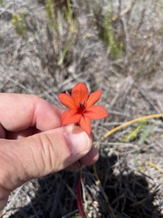 Watsonia stenosiphon