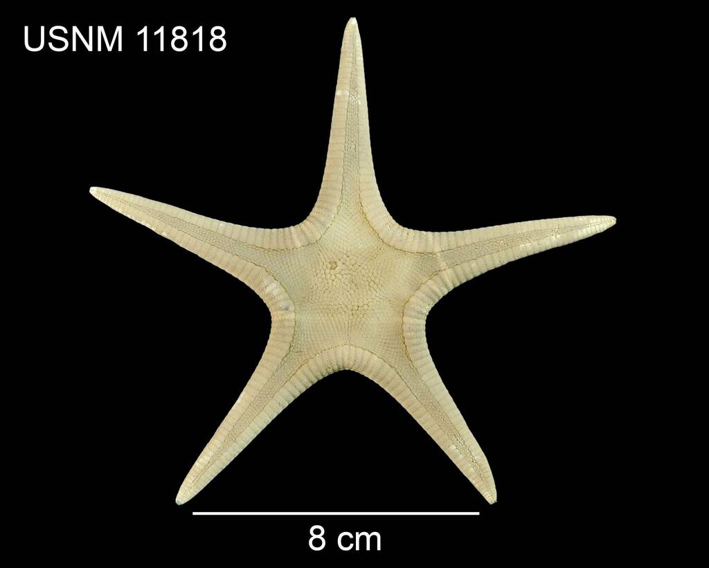 Northern Scarlet Star