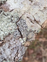 Caliciaceae