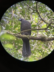 Chamaepetes unicolor