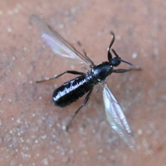 Scatopse notata