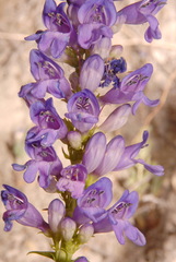 Penstemon strictus