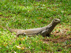 Varanus bengalensis