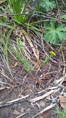 Quinchamalium chilense