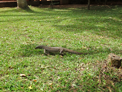 Varanus bengalensis