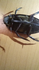 Hydrophilus insularis