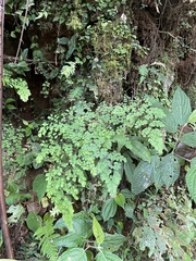 Adiantum andicola image