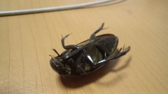 Hydrophilus insularis