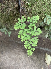 Adiantum andicola