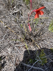 Watsonia stenosiphon
