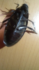 Hydrophilus insularis