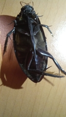 Hydrophilus insularis