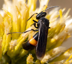 Stizoides renicinctus