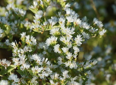 Limonium lobatum