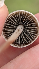 Panaeolus