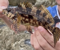 Chironemus marmoratus