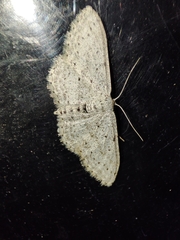 Idaea minuscularia