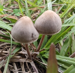 Panaeolus