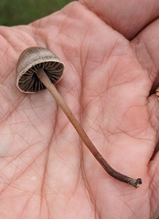 Panaeolus
