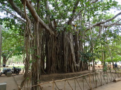 Ficus benghalensis