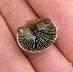Panaeolus