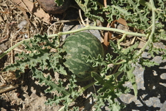 Citrullus colocynthis