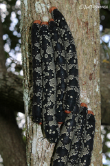 Arsenura polyodonta