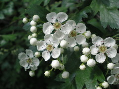 Crataegus monogyna