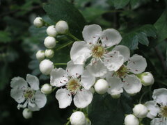 Crataegus monogyna