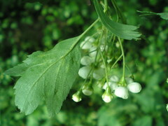 Crataegus monogyna
