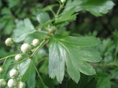 Crataegus monogyna