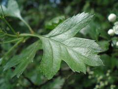 Crataegus monogyna