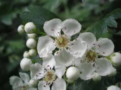 Crataegus monogyna