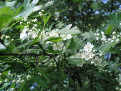 Crataegus monogyna