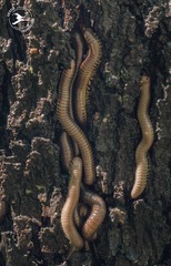 Pachyiulus flavipes