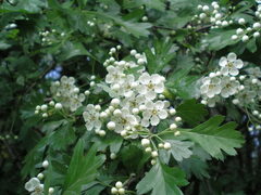 Crataegus monogyna