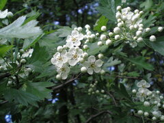 Crataegus monogyna