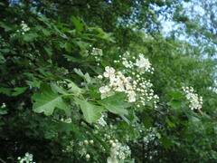 Crataegus monogyna