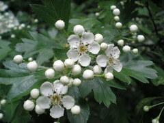 Crataegus monogyna