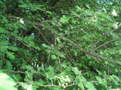 Crataegus monogyna