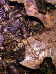 Dicranopalpus larvatus