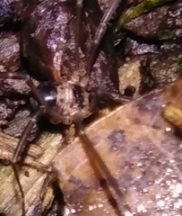 Dicranopalpus larvatus