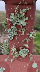 Ramalina