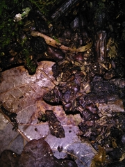 Dicranopalpus larvatus