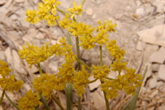 Eriogonum brevicaule laxifolium
