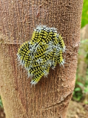 Leucanella memusae