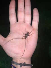 Pleioplectron simplex