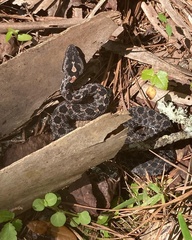 Sistrurus miliarius