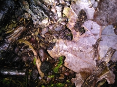 Dicranopalpus larvatus