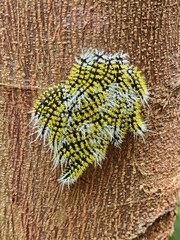 Leucanella memusae